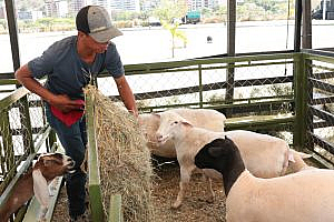 Inaugurada Expoferia Caprina y Ovina Miranda 2022