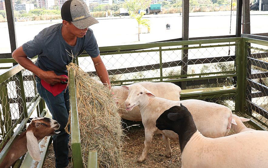 Inaugurada Expoferia Caprina y Ovina Miranda 2022